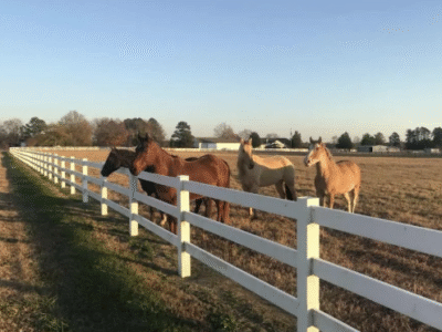 Cavvietta Quarter Horse & Cattle Co.